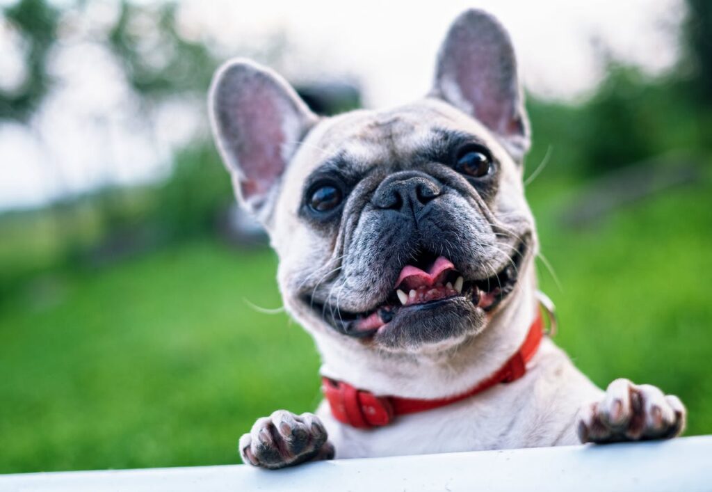 A Comprehensive Guide to Pet Insurance in the United States