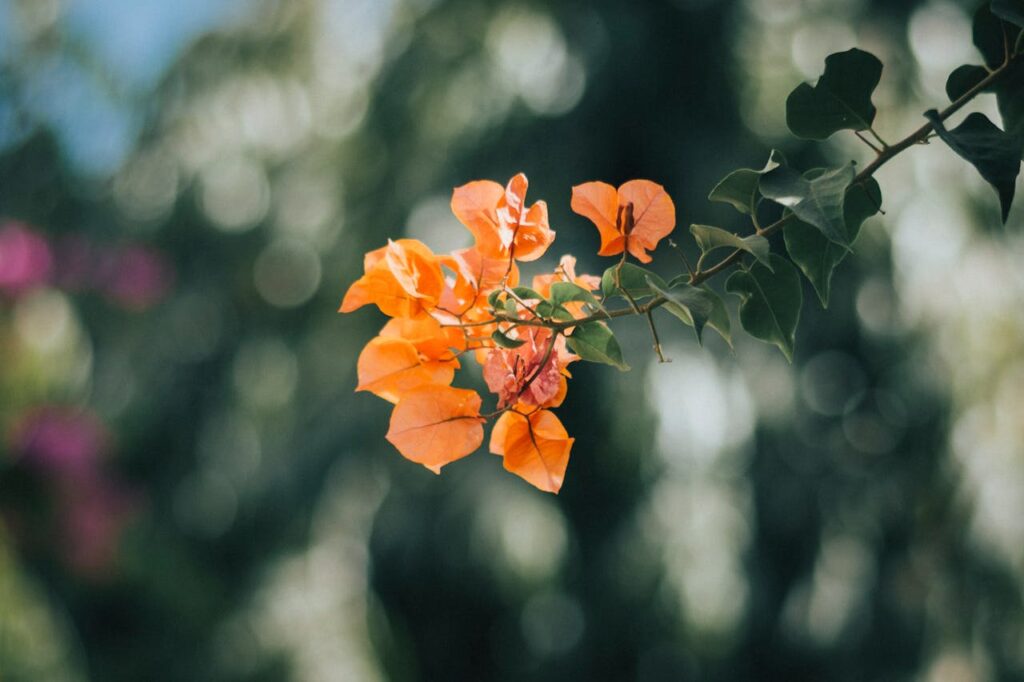 Bright Colors in Photography