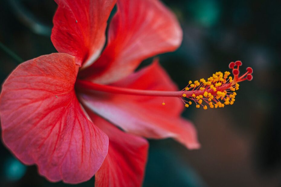 Bright Colors in Photography