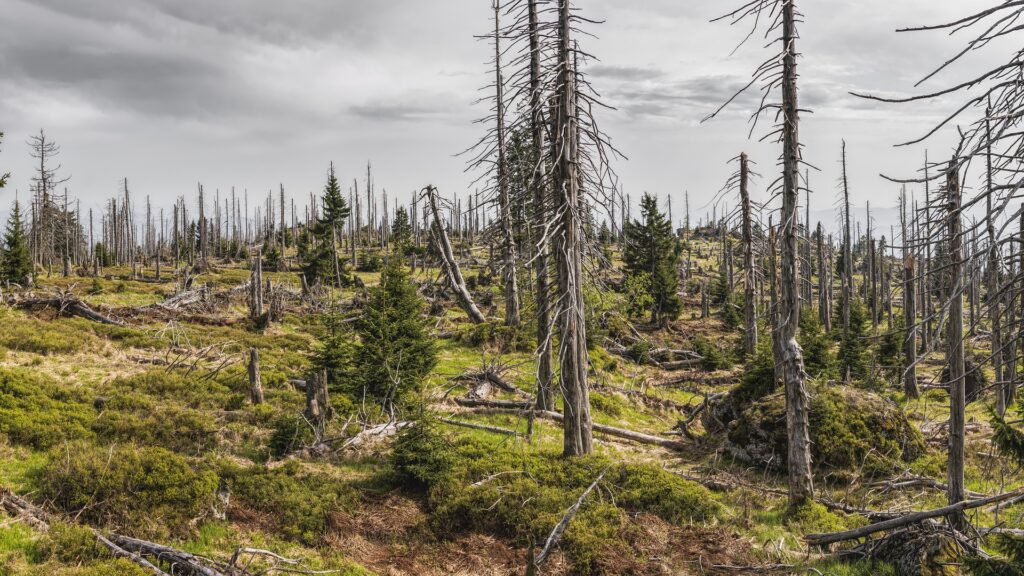 Environmental Portraits in Photography