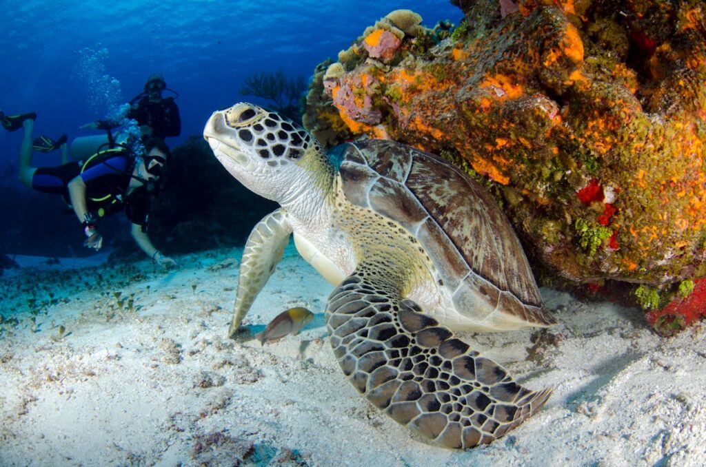 Underwater Photography