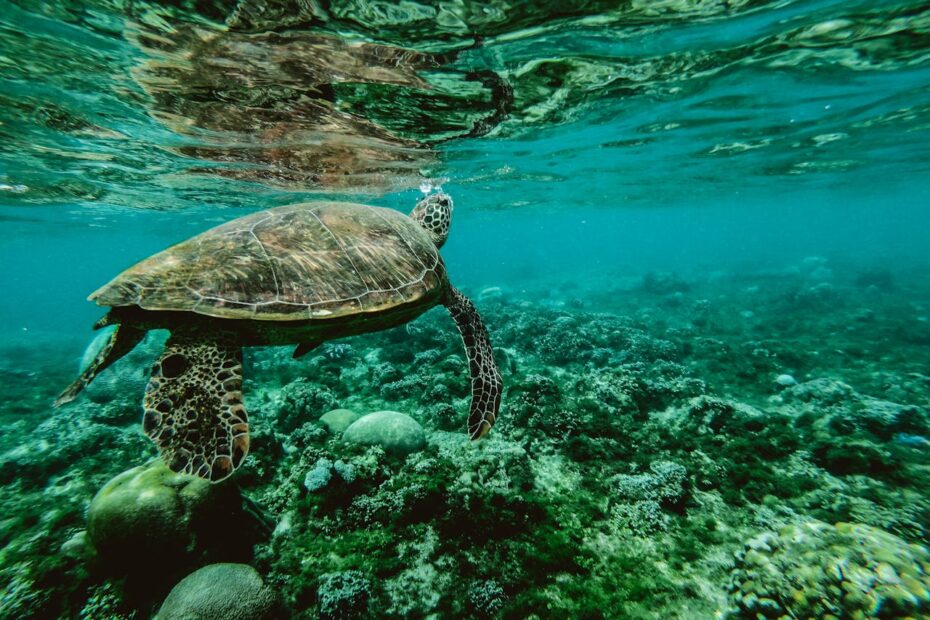 Underwater Photography