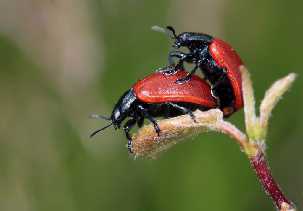 Macro Photography